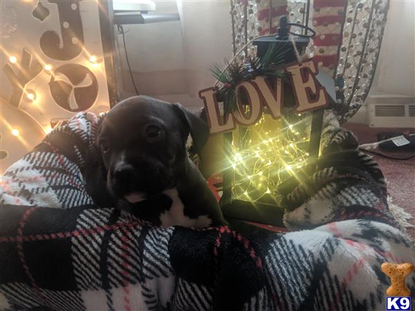 American Pit Bull puppy for sale